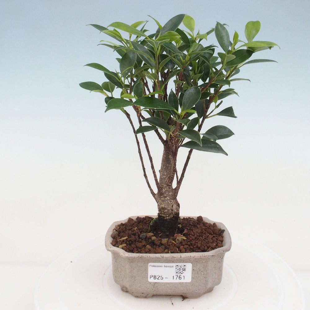 Pokojová bonsai Ficus retusa kimmen