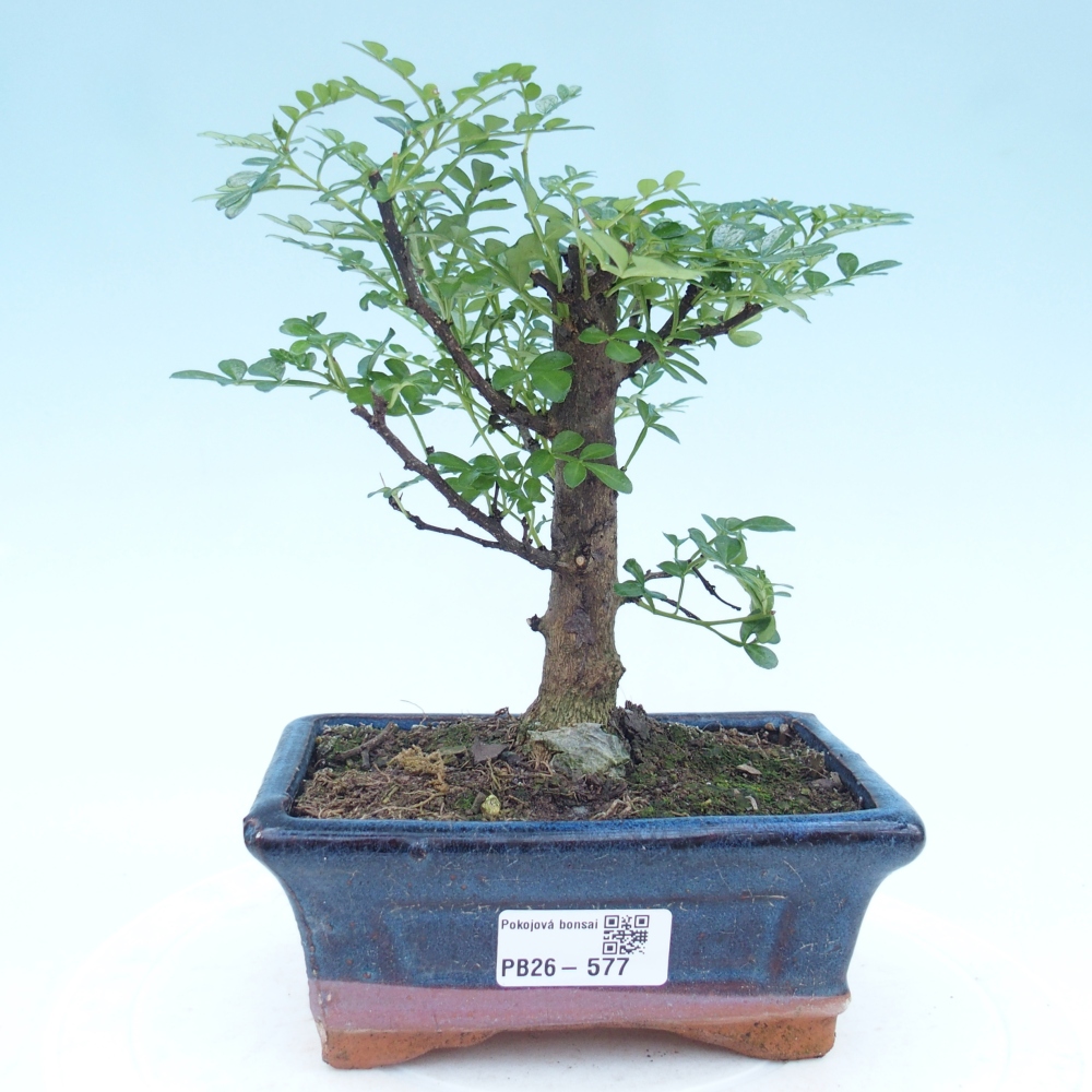 Pokojová bonsai - Zantoxylum piperitum - pepřovník