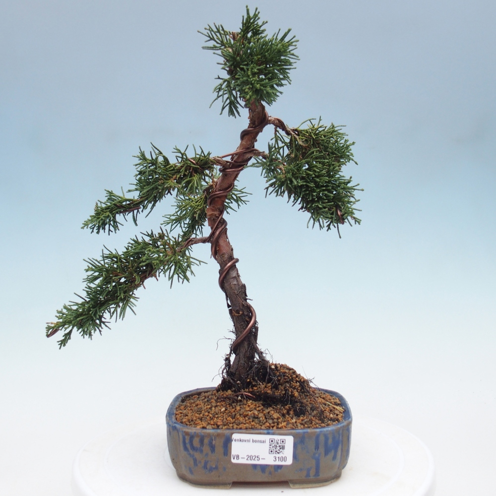 Venkovní bonsai - Juniperus chinensis Kishu -Jalovec čínský