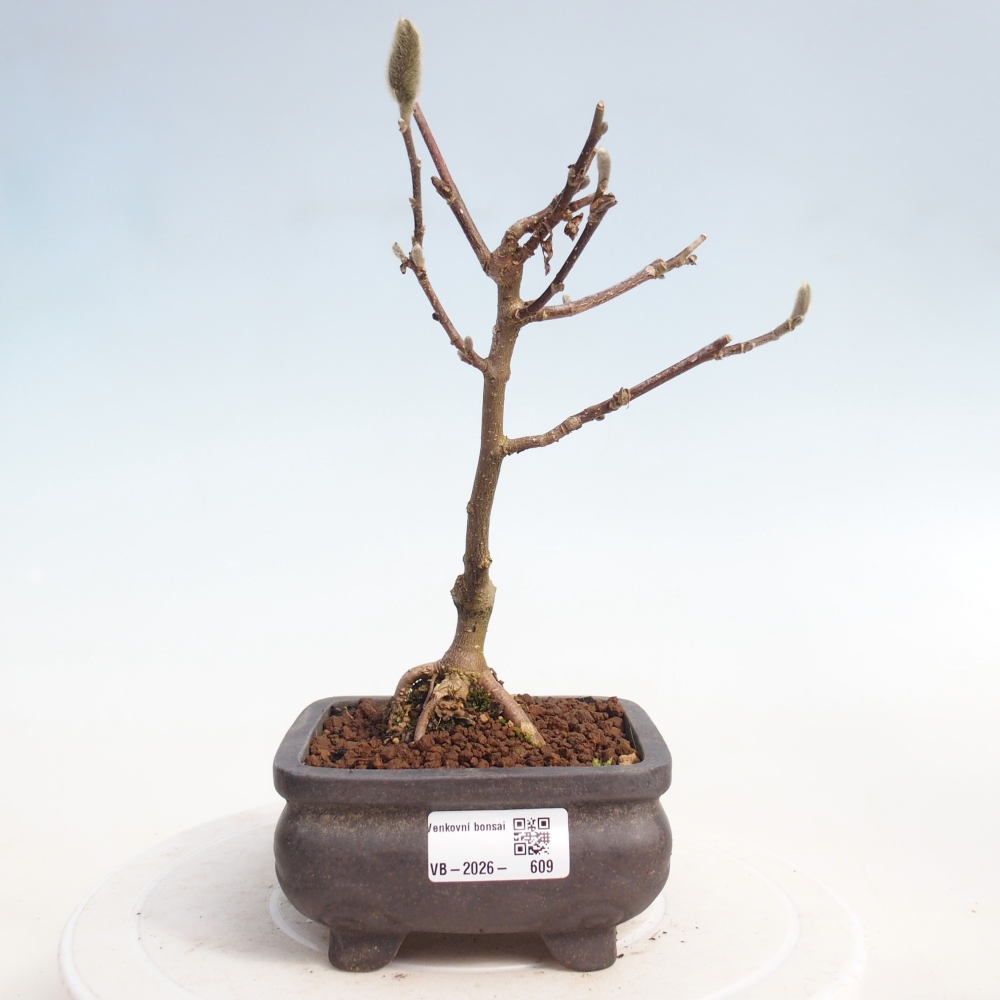 Venkovní bonsai - Magnolia stellata  -  Šácholán hvězdokvětý