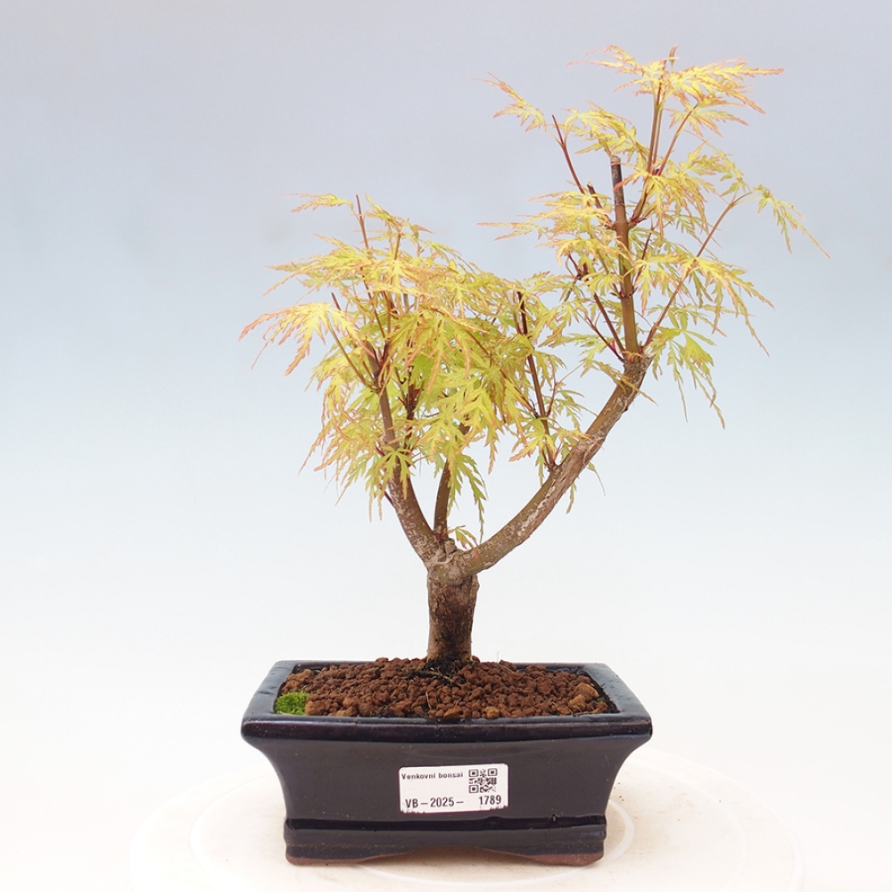 Venkovní bonsai - Acer palmatum Dissectum - Javor dlanitolistý 