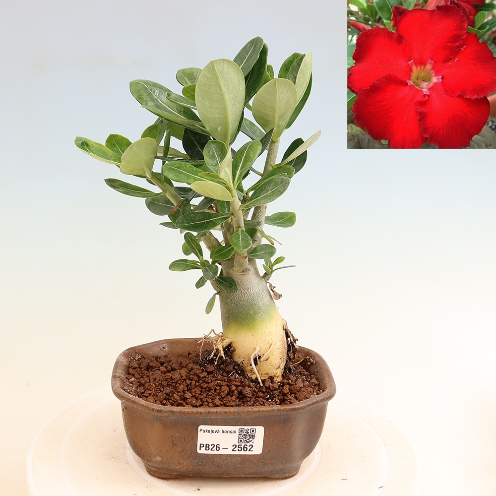 Pokojová bonsai - Adenium obesum Red Star - Pouštní růže
