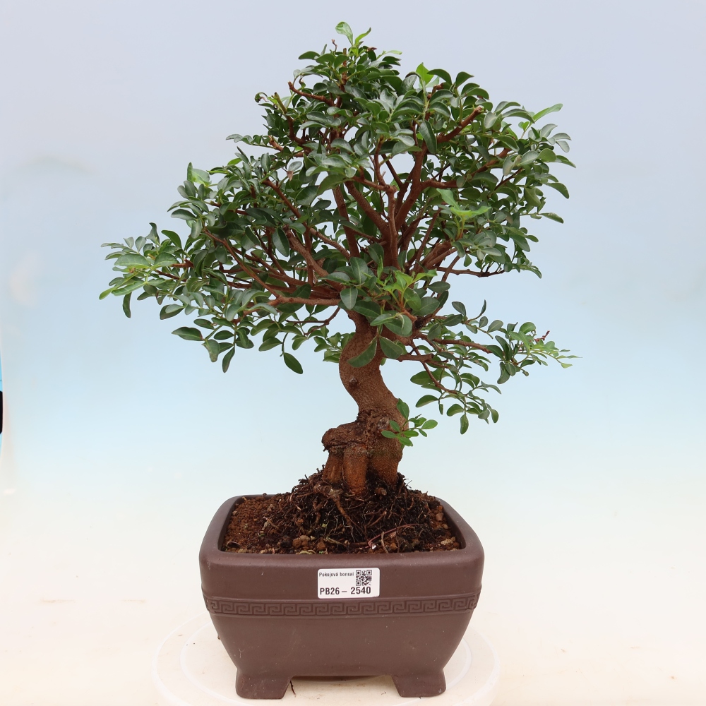Pokojová bonsai - Pistacia Lentiscus - Pistácie