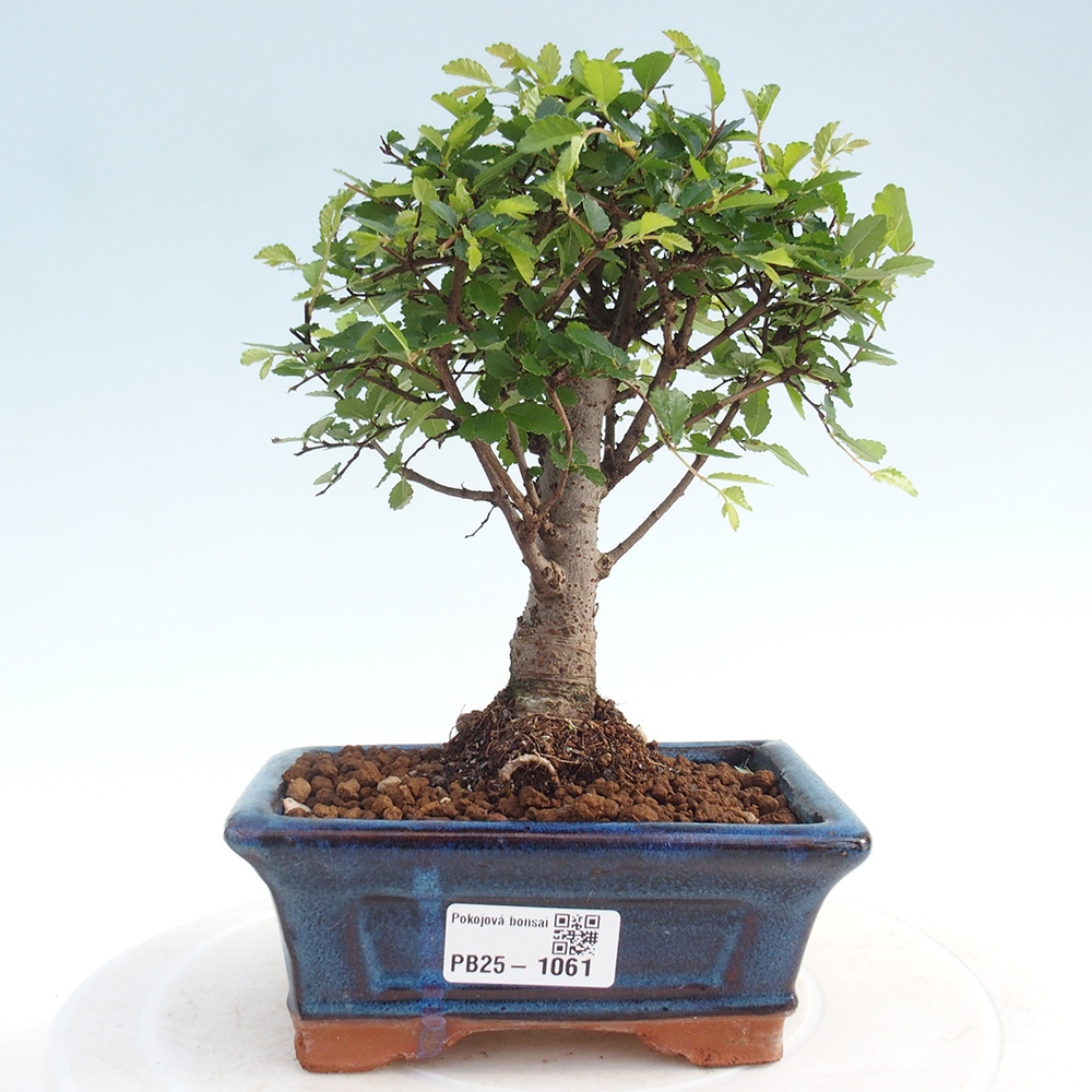 Pokojová bonsai - Ulmus parvifolia - Malolistý jilm