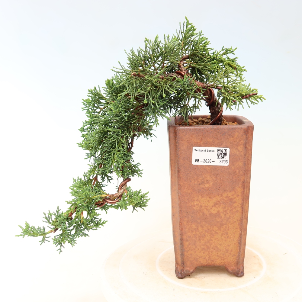 Venkovní bonsai - Juniperus chinensis Kishu -Jalovec čínský