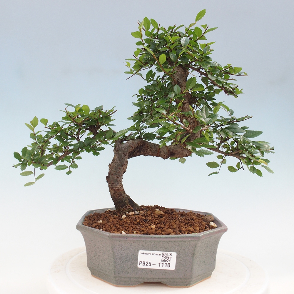 Pokojová bonsai - Ulmus parvifolia - Malolistý jilm