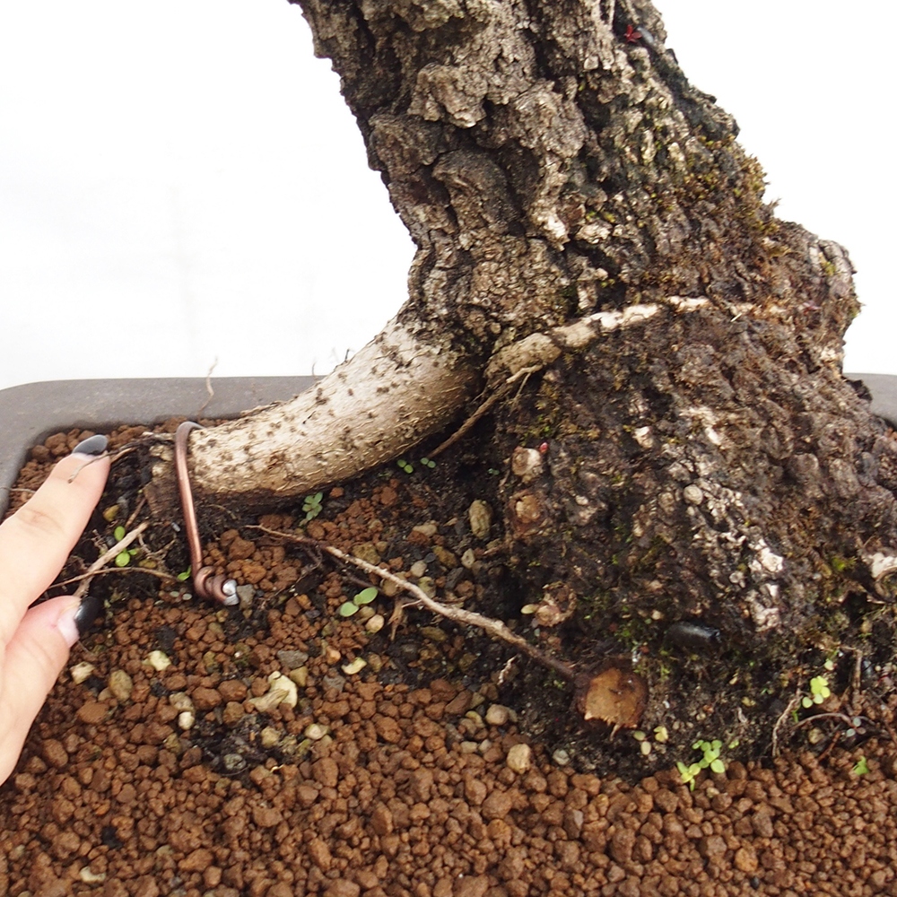 Yamadori - Quercus Ilex -Dub cesmínovitý