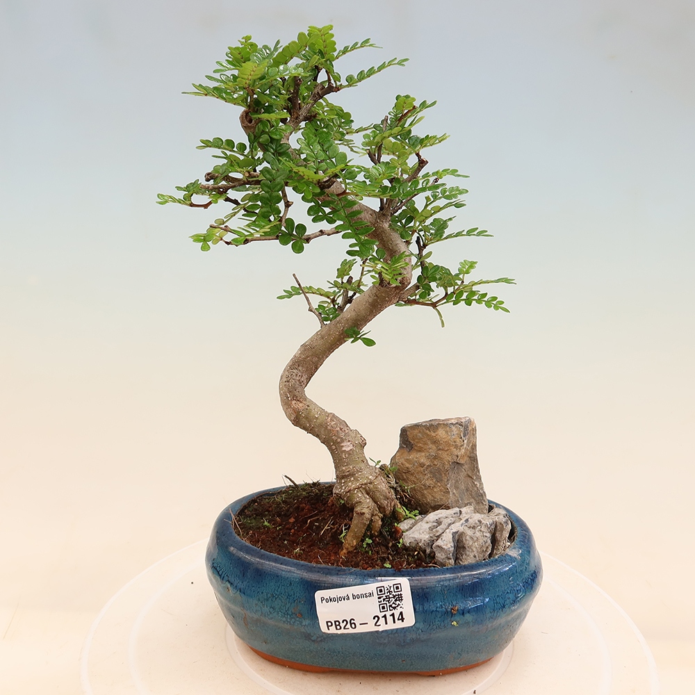 Pokojová bonsai - Zantoxylum piperitum - Pepřovník
