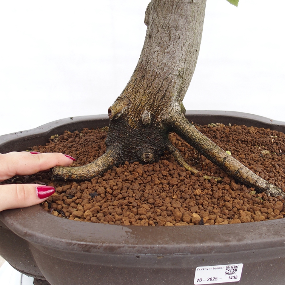 Venkovní bonsai - Habr obecný - Carpinus betulus