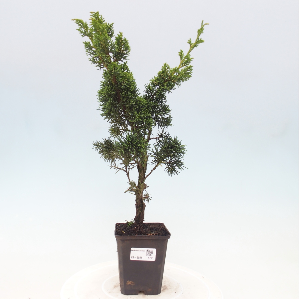 Venkovní bonsai - Juniperus chinensis Kishu -Jalovec čínský