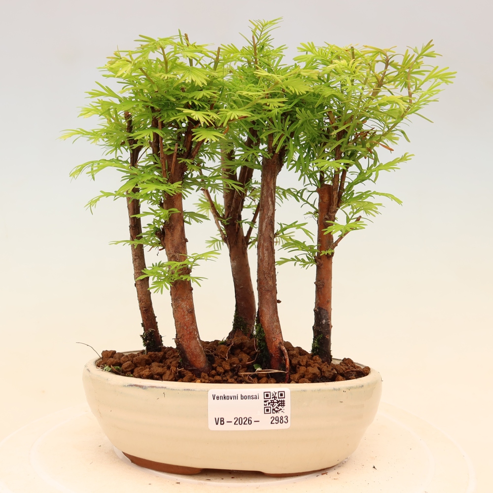 Venkovní bonsai - Metasequoia glyptostroboides - Metasekvoje čínská - lesík