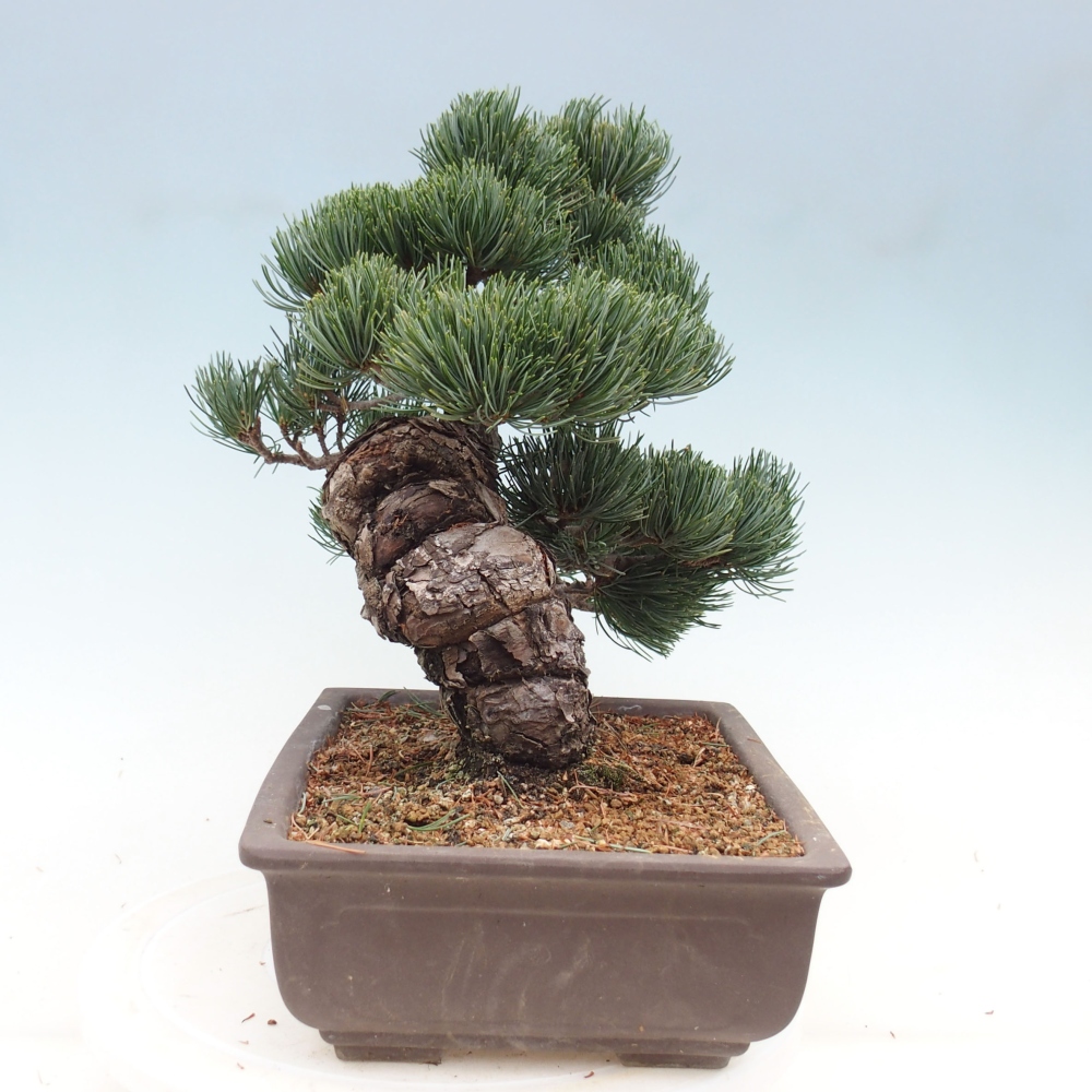 Venkovní bonsai - Pinus parviflora - Borovice drobnokvětá