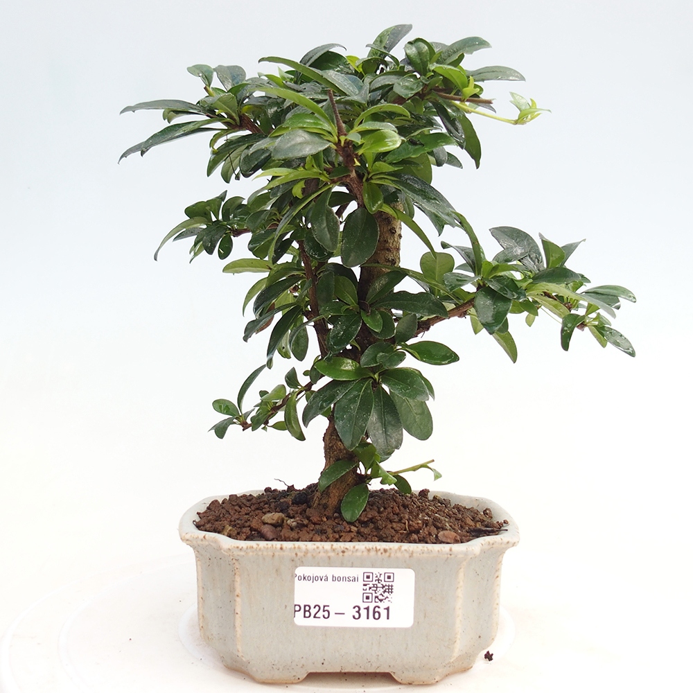 Pokojová bonsai - Carmona macrophylla - Čaj fuki