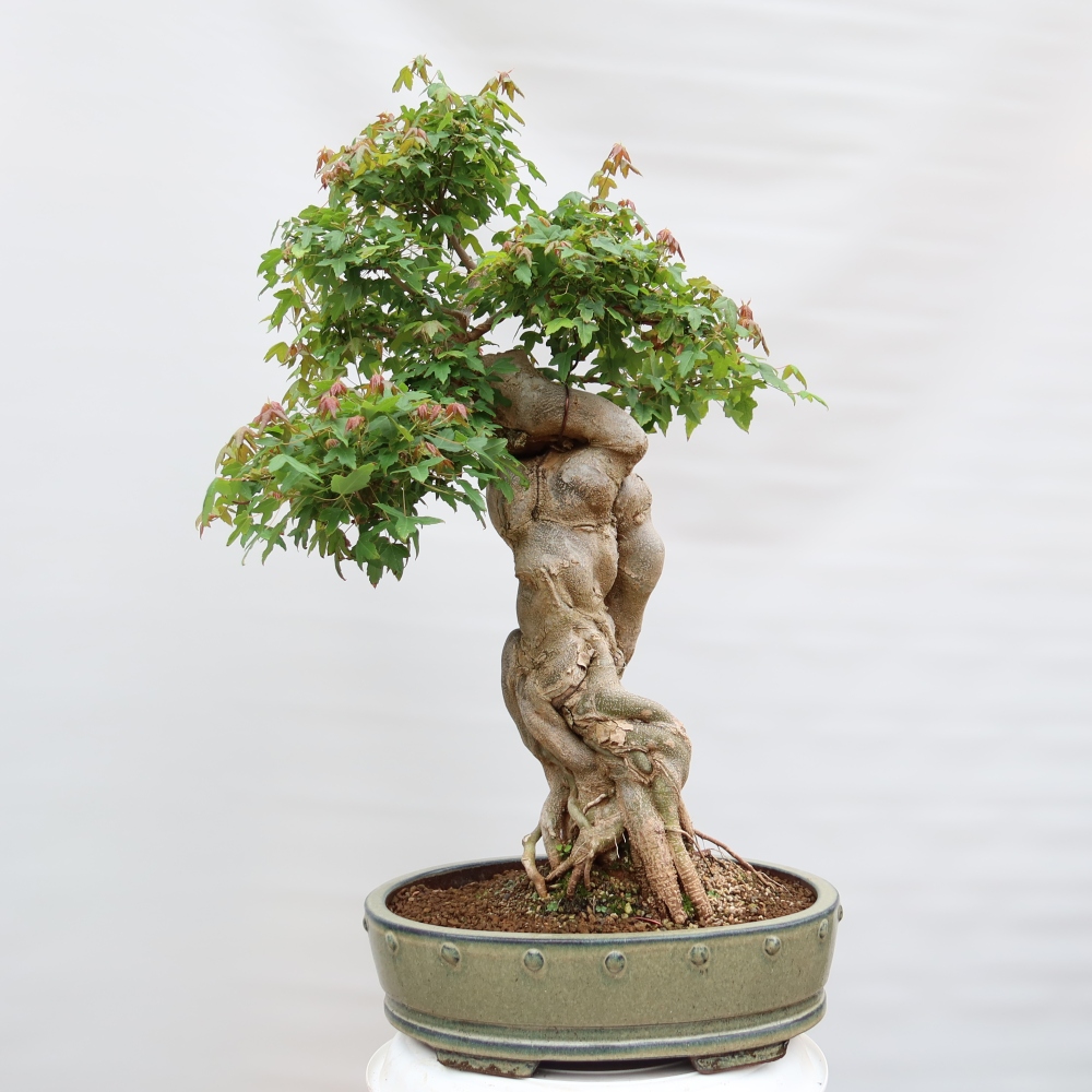 Venkovní bonsai - Javor Burgerův - Acer Burgerianum 