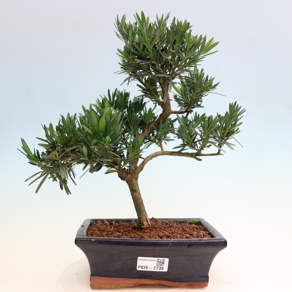 Pokojová bonsai - Podocarpus - Kamenný tis
