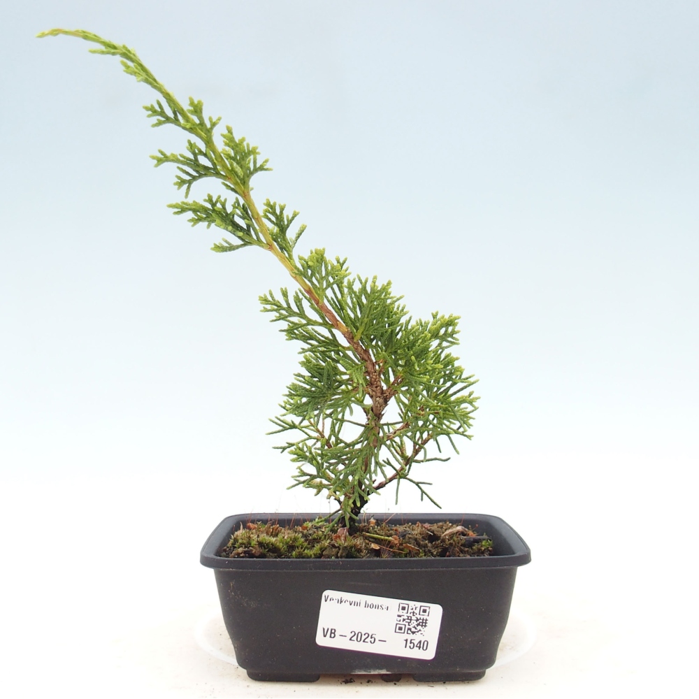 Venkovní bonsai - Juniperus chinensis Itoigawa -Jalovec čínský