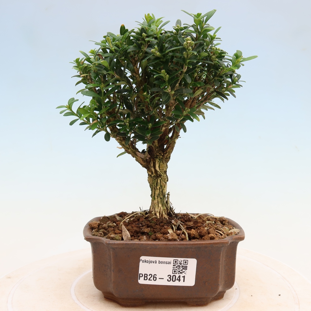 Pokojová bonsai - Buxus harlandii -korkový buxus