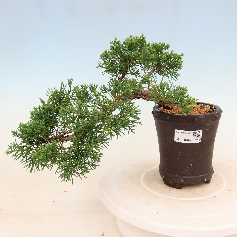 Venkovní bonsai - Juniperus chinensis Kishu -Jalovec čínský
