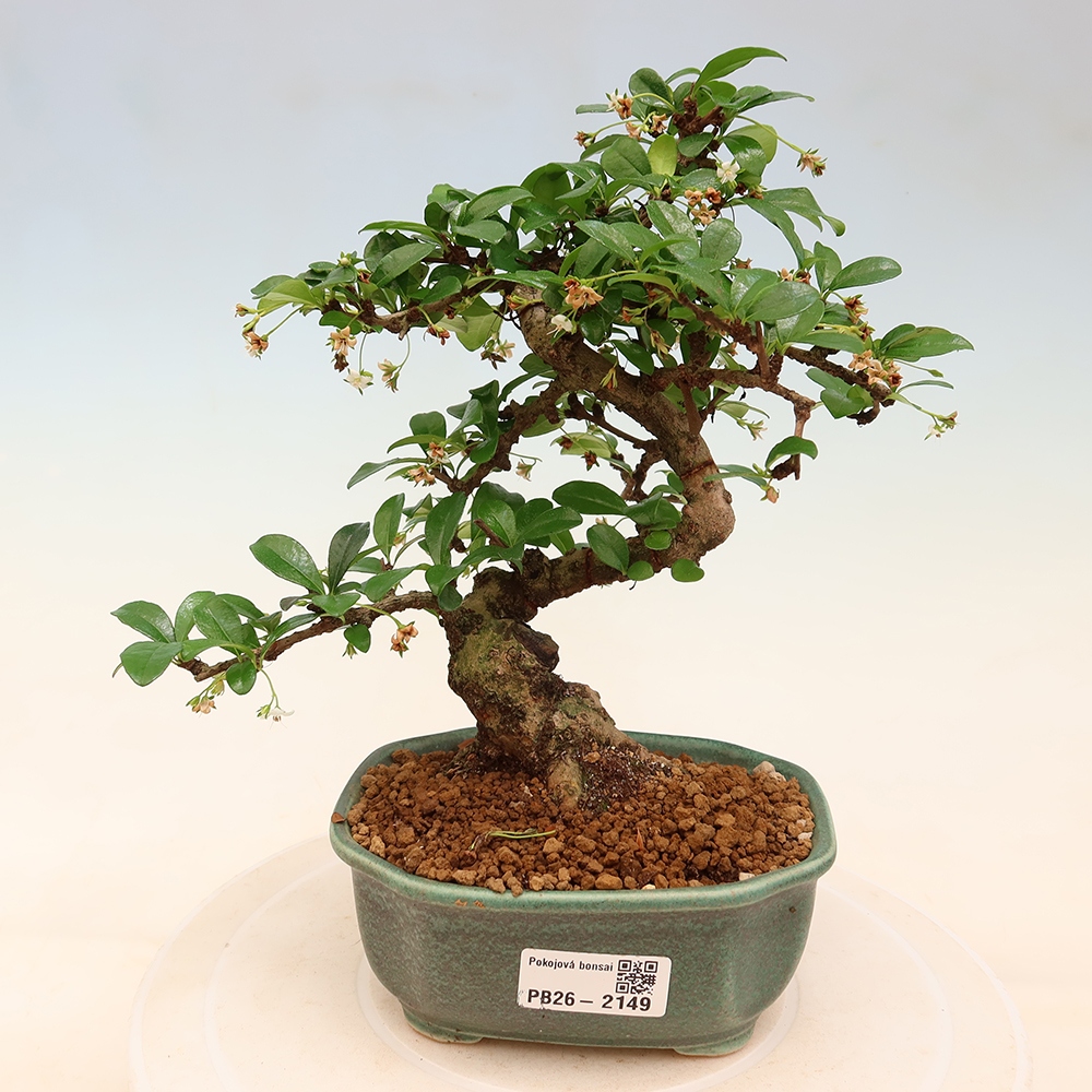 Pokojová bonsai - Carmona macrophylla - Čaj fuki
