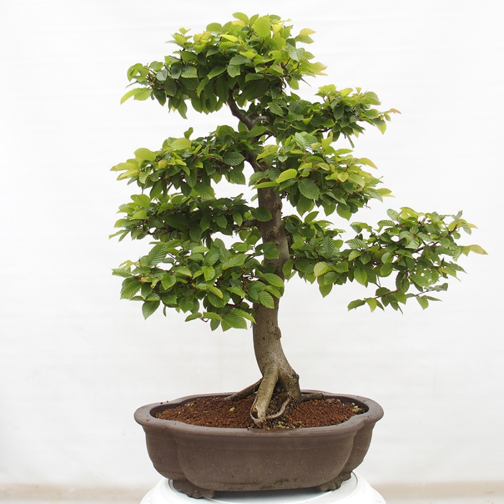 Venkovní bonsai - Habr obecný - Carpinus betulus
