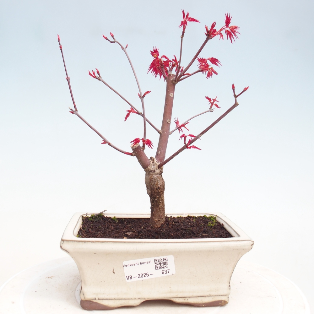 Venkovní bonsai - Javor dlanitolistý - Acer palmatum DESHOJO