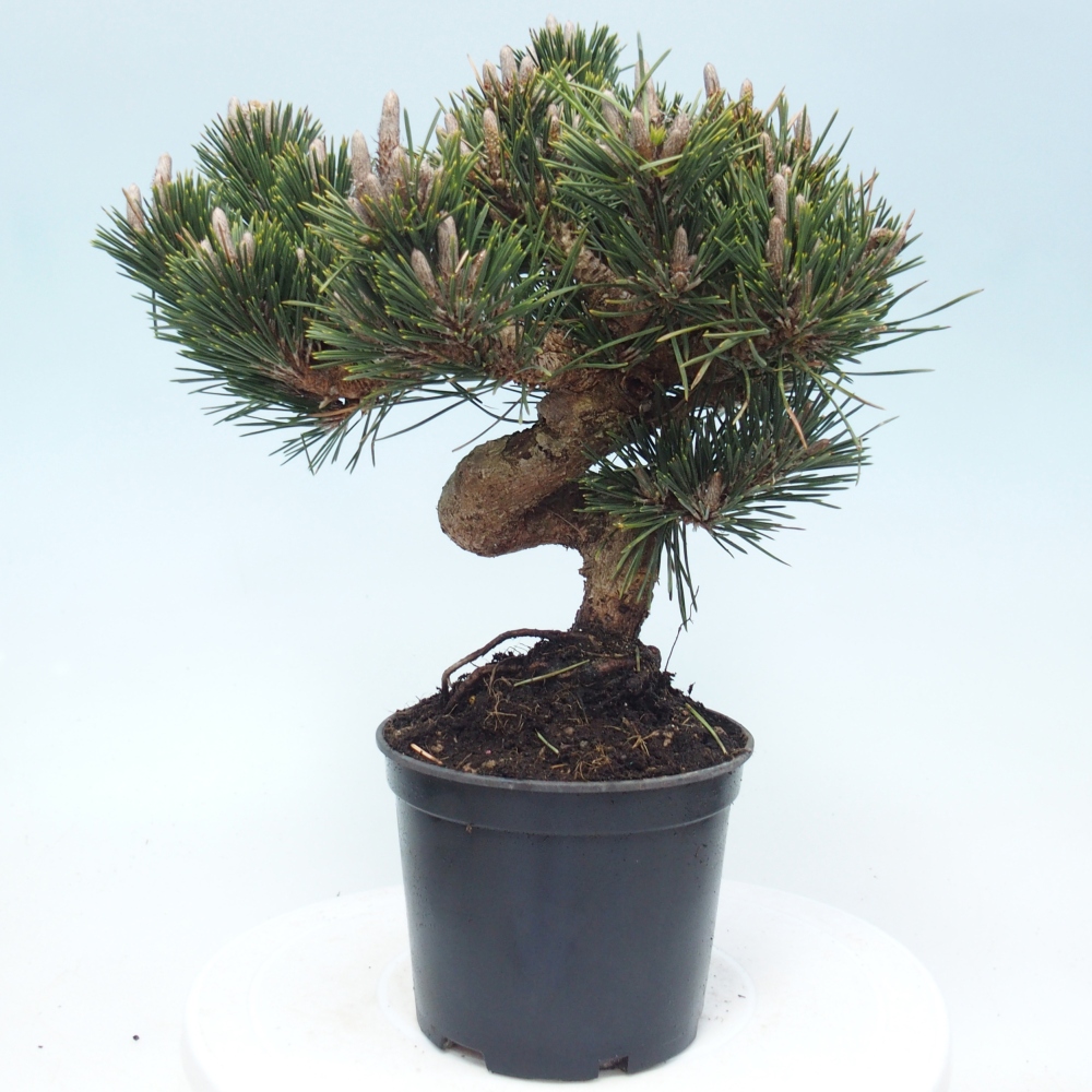 Venkovní bonsai - Pinus thunbergii senjyumaru - Borovice thunbergova