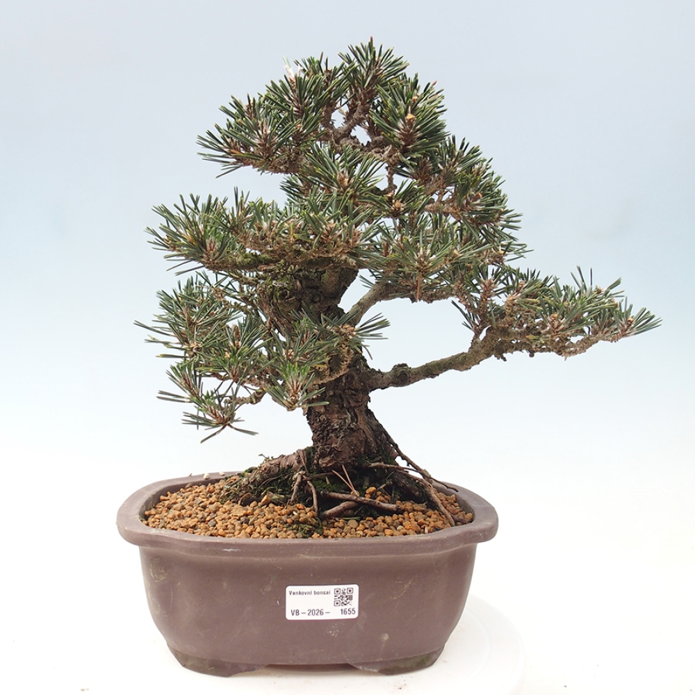 Venkovní bonsai - Pinus thunbergii Kotobuki - Borovice thunbergova