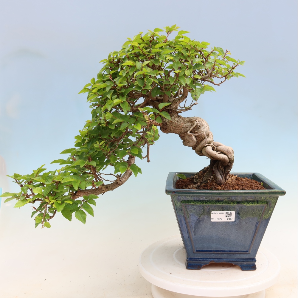 Venkovní bonsai -Carpinus Coreana - Habr korejský