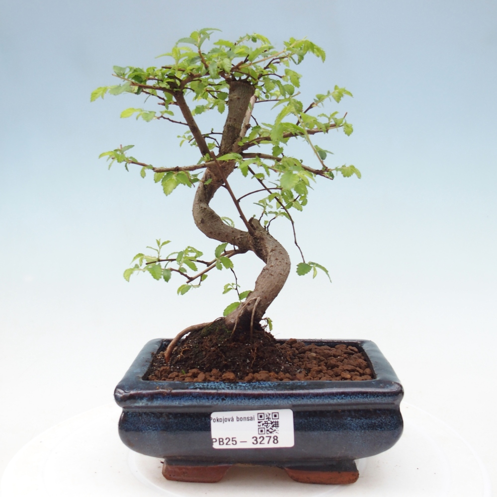 Pokojová bonsai - Ulmus parvifolia - Malolistý jilm