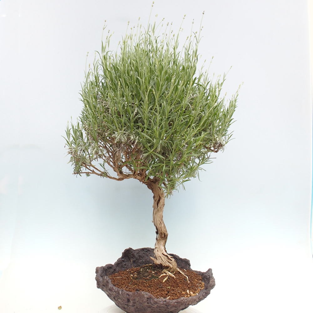 Venkovní bonsai - Lavandula - Levandule