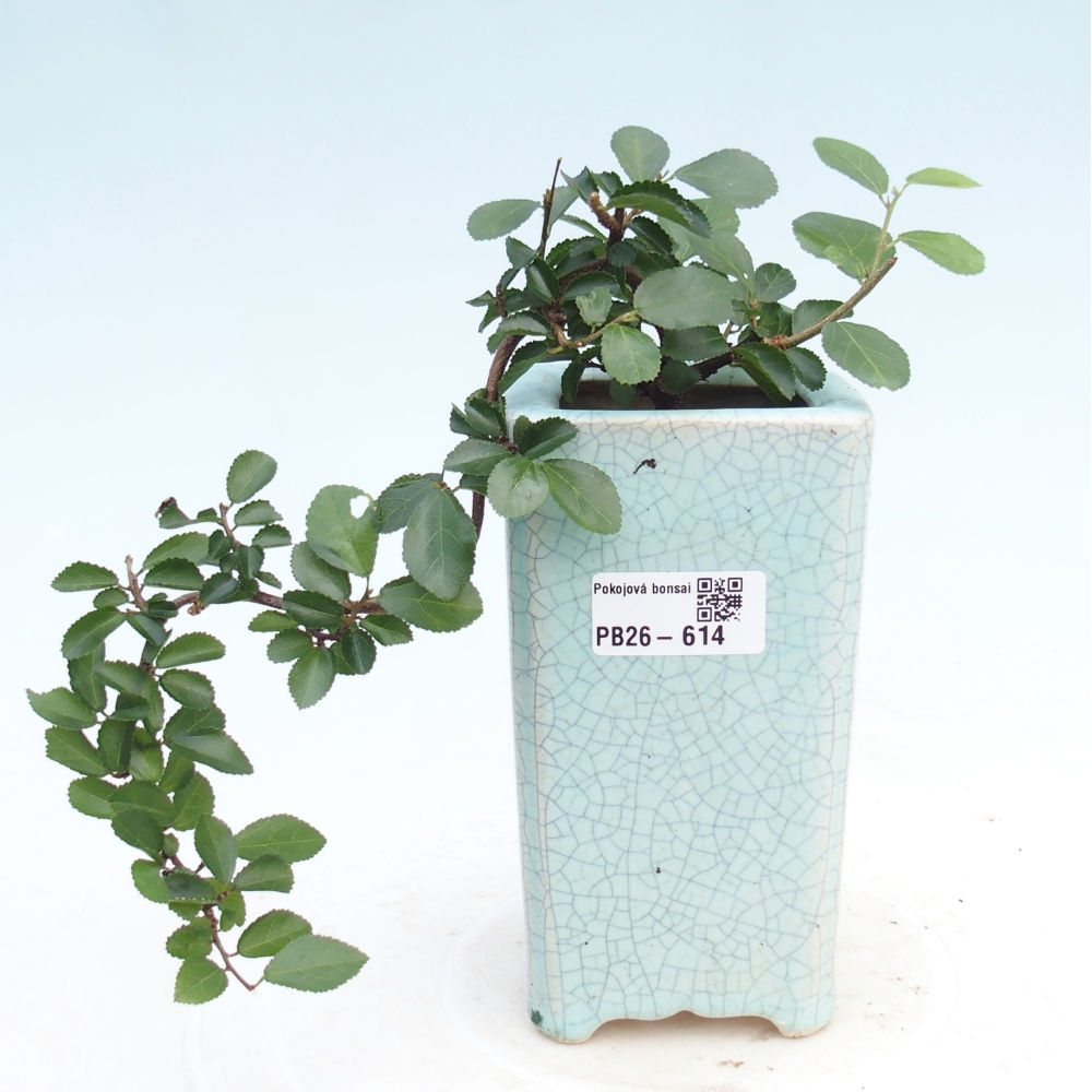 Pokojová bonsai - Grewia occidentalis - Hvězdice levandulová