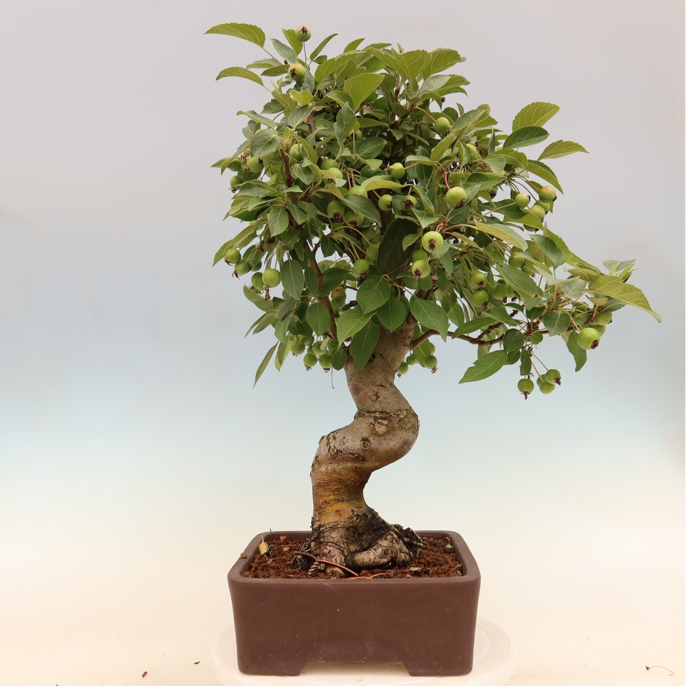 Venkovní bonsai -Malus halliana - Maloplodá jabloň