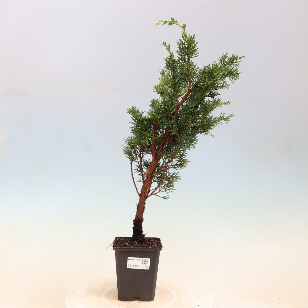 Venkovní bonsai - Juniperus chinensis Kishu -Jalovec čínský