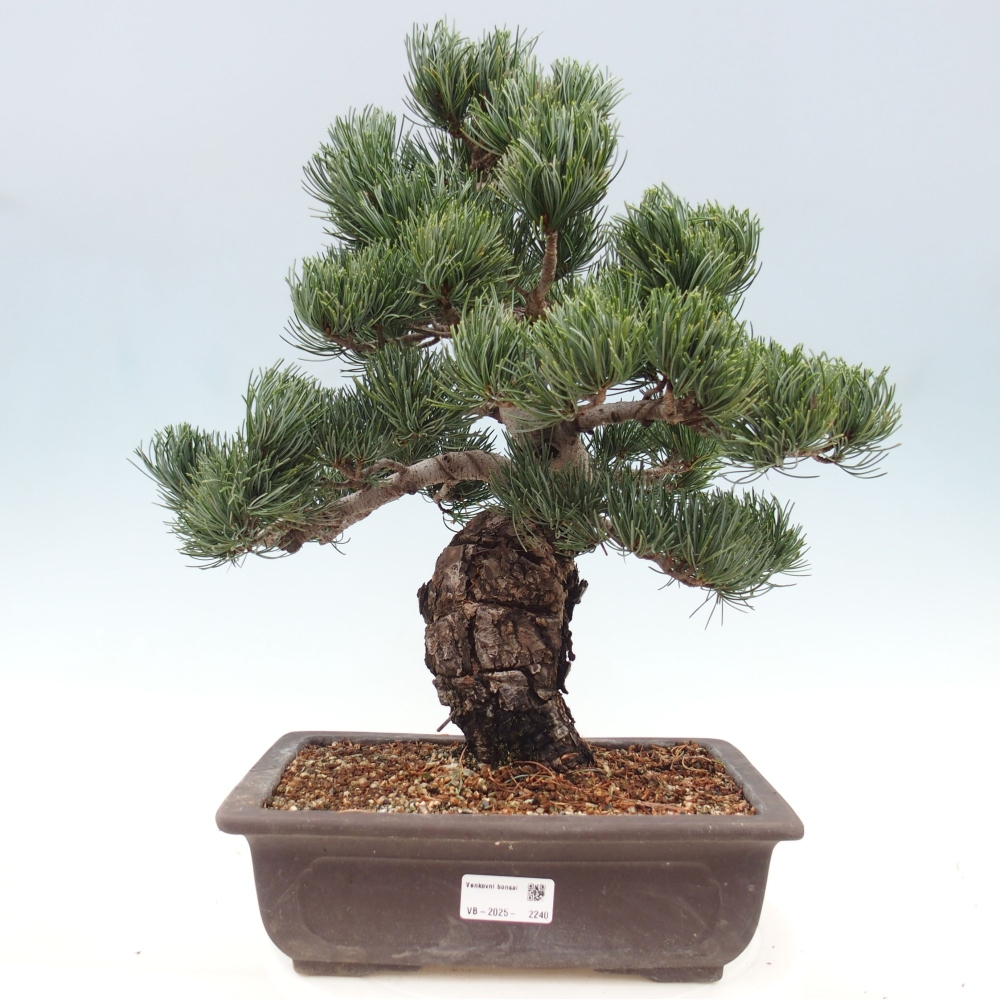 Venkovní bonsai - Pinus parviflora - Borovice drobnokvětá