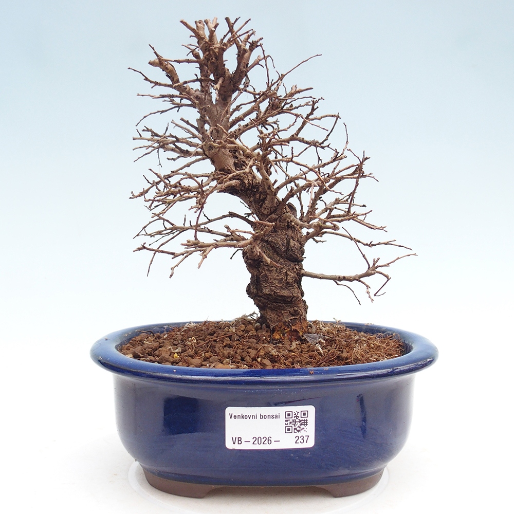 Venkovní bonsai - Zelkova - Zelkova NIRE