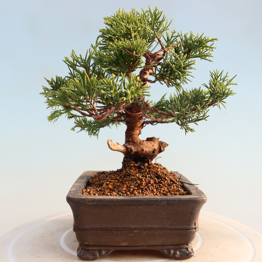 Venkovní bonsai - Juniperus chinensis Itoigawa -Jalovec čínský