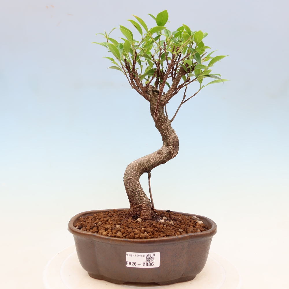 Pokojová bonsai - Ficus kimmen -  malolistý fíkus