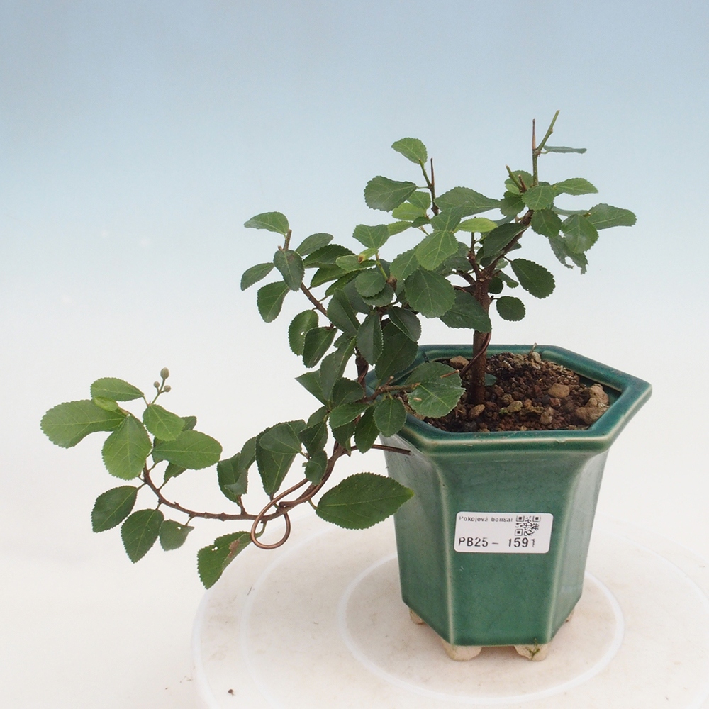 Pokojová bonsai - Grewia occidentalis - Hvězdice levandulová
