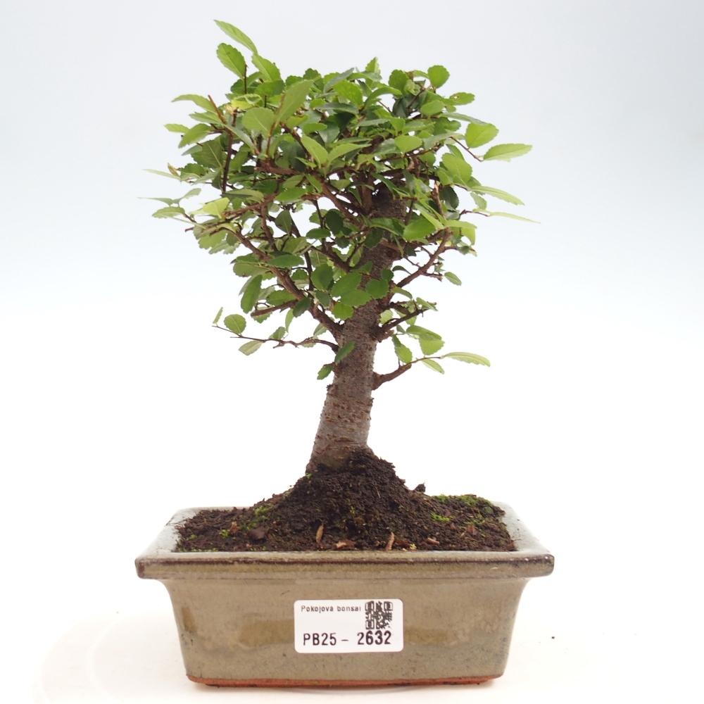 Pokojová bonsai - Ulmus parvifolia - Malolistý jilm