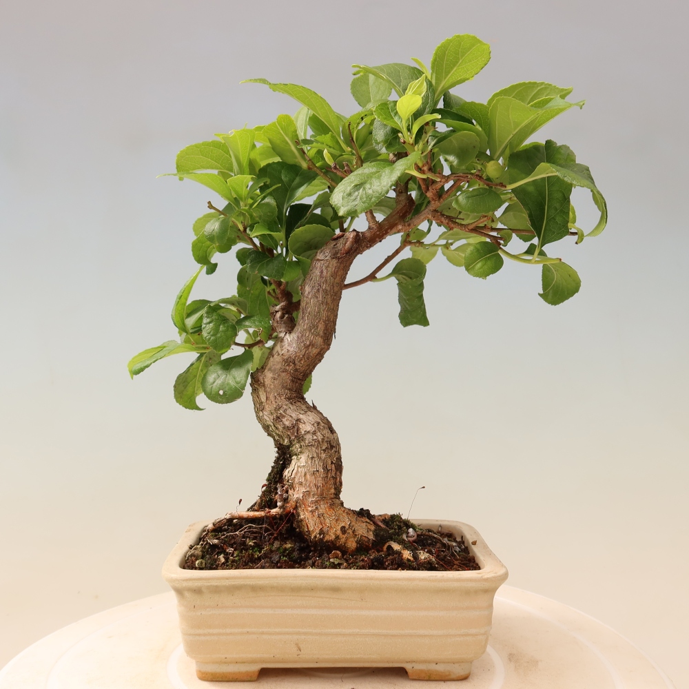 Venkovní bonsai - Celastrus  orbiculatus - Jesenec okrouhlolistý