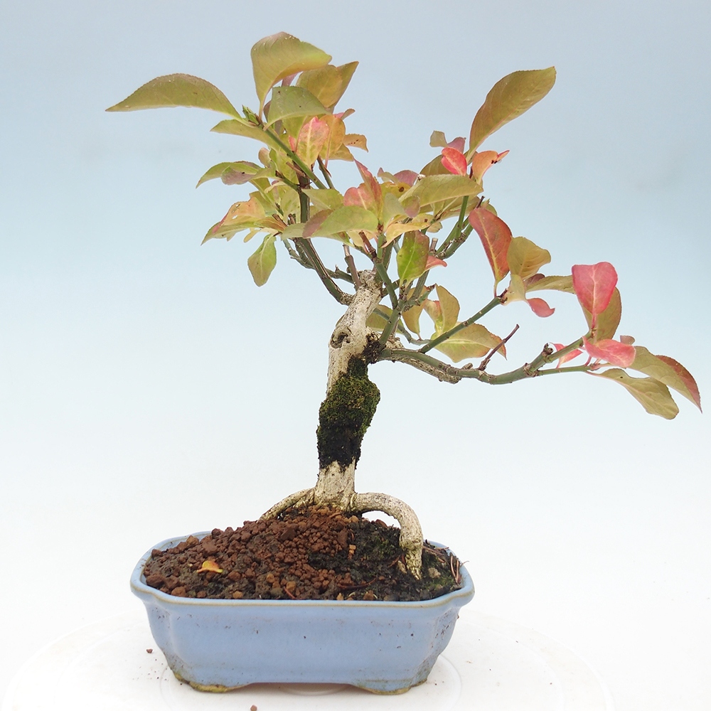 Venkovní bonsai- Brslen evropský - euonimus