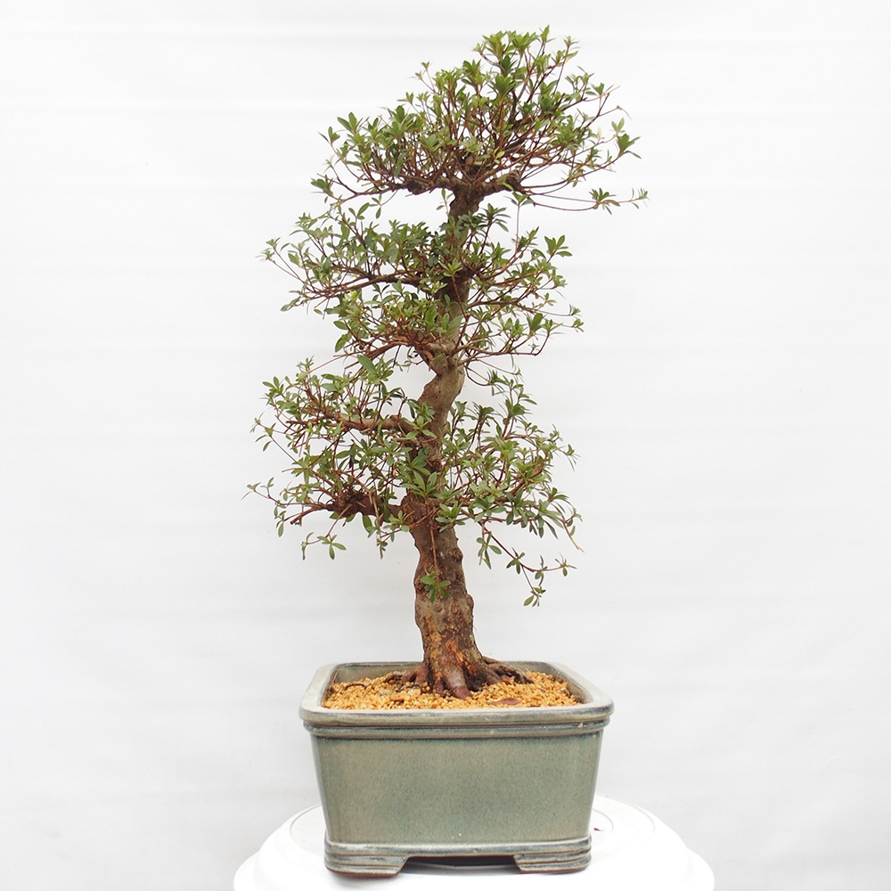 Venkovní bonsai - Japonská azalka - Azalea satsuki