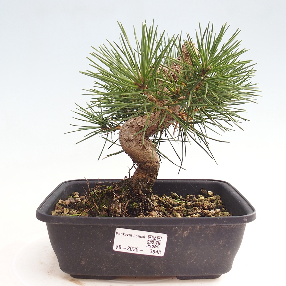 Venkovní bonsai - Pinus thunbergii - Borovice thunbergova