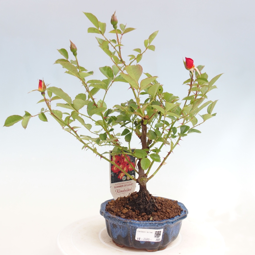 Venkovní bonsai - Rosa Kordes -  růže