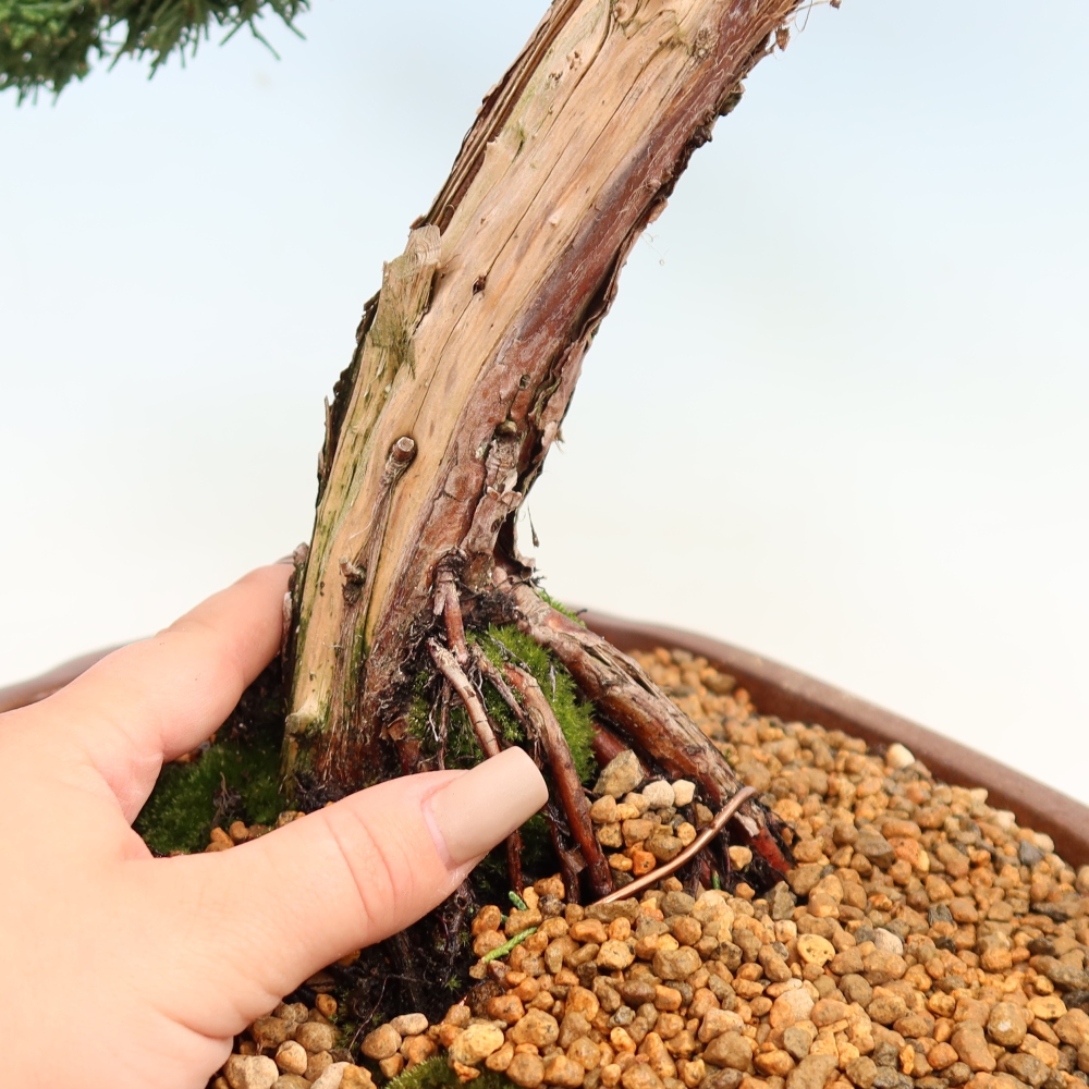 Venkovní bonsai - Juniperus chinensis Kishu -Jalovec čínský