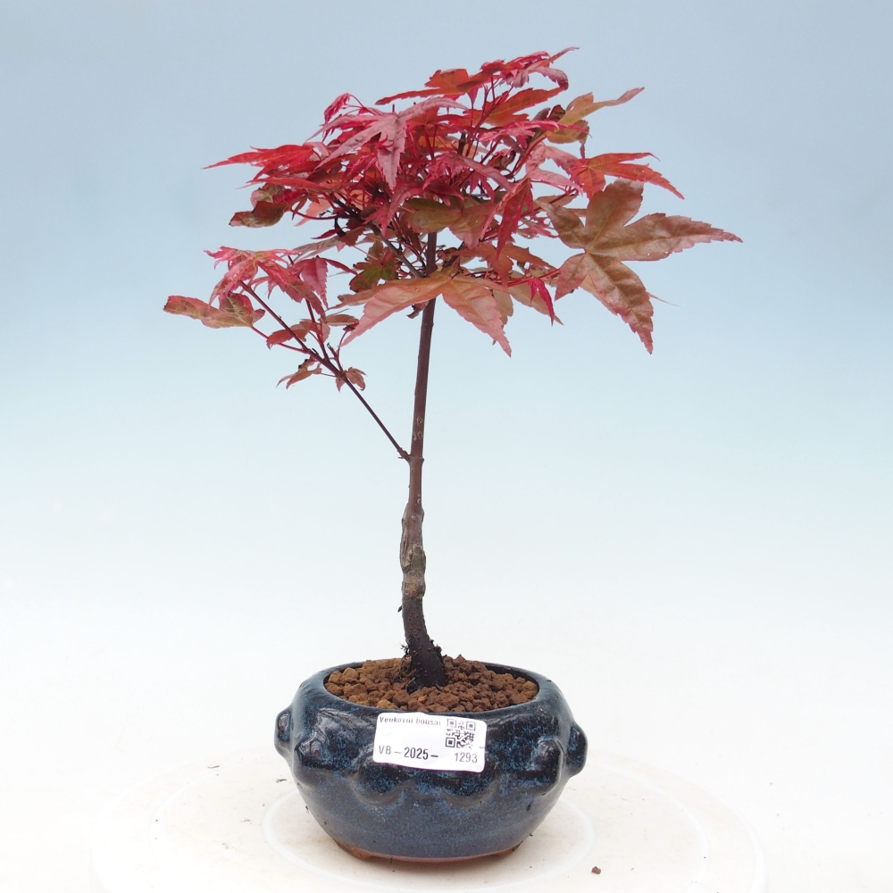 Venkovní bonsai - Javor dlanitolistý - Acer palmatum DESHOJO
