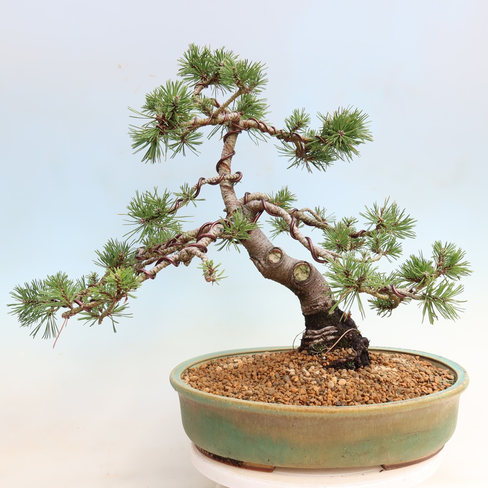 Venkovní bonsai - Pinus mugo Humpy  - Borovice kleč