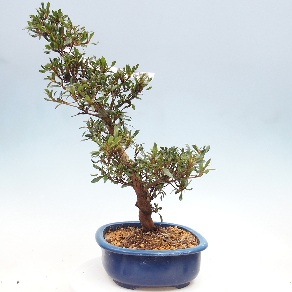 Venkovní bonsai - Japonská azalka - Azalea CHIHIRO