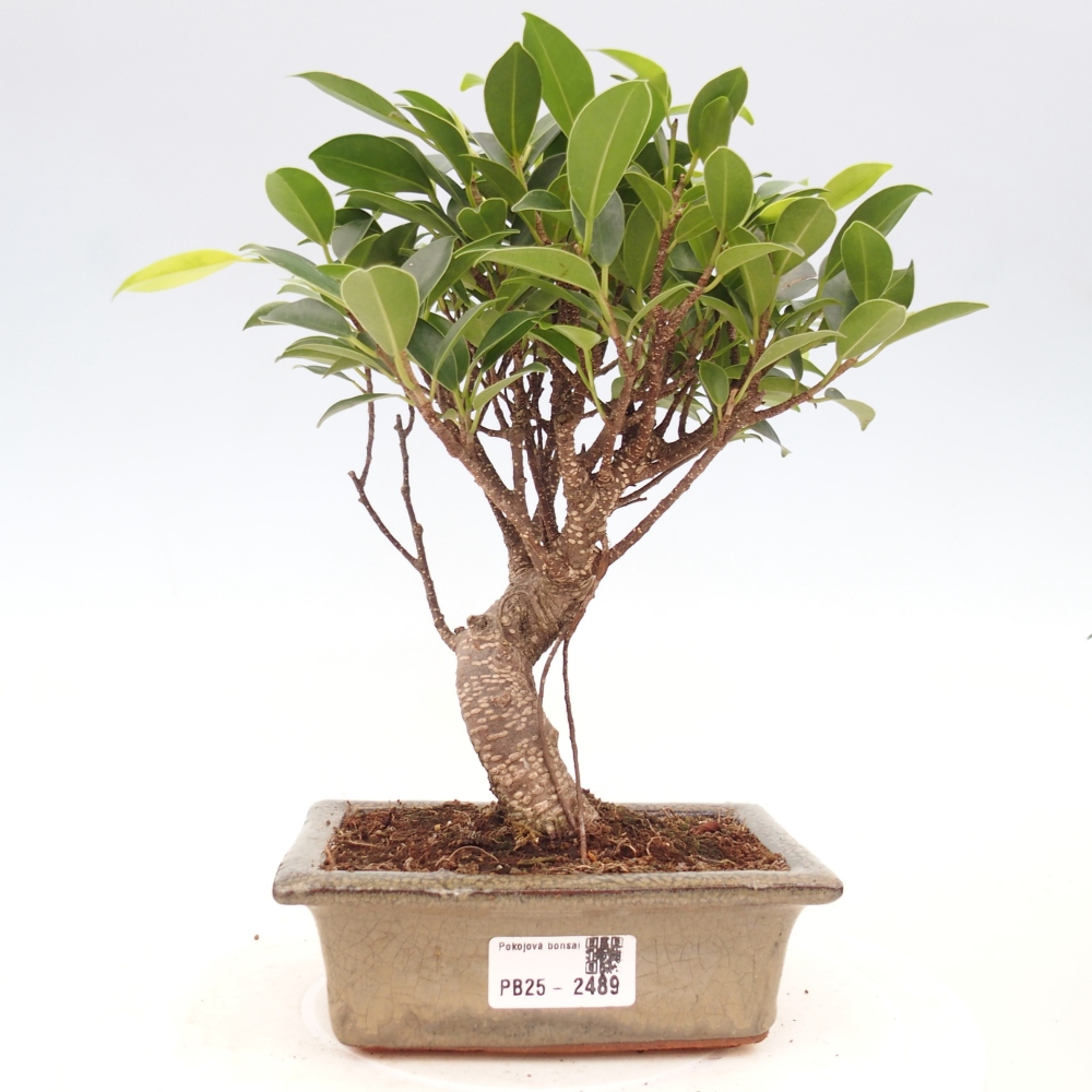Pokojová bonsai - Ficus retusa -  malolistý fíkus