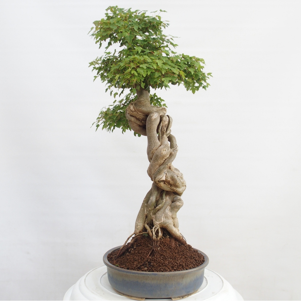 Venkovní bonsai - Acer Buergerianum - Javor Burgerův